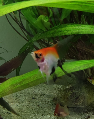 aquariophile SamCyber