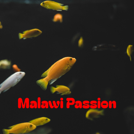 aquariophile Malawipassion