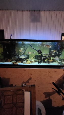 aquariophile Uaru26