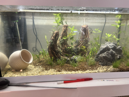 aquariophile TomP1934