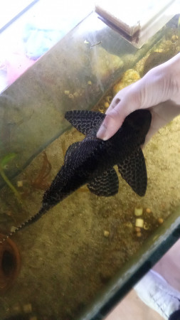 aquariophile Pleco67