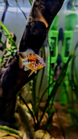 aquariophile TwingoReverse