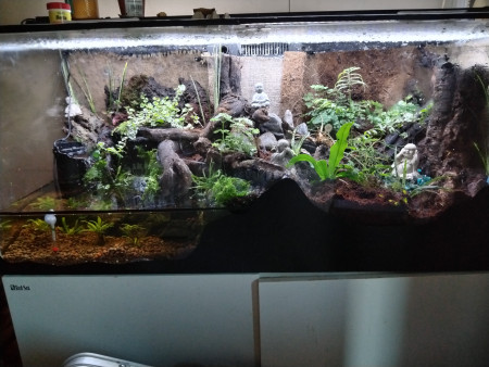 aquariophile NMAf