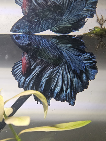 aquariophile BettaGuetch