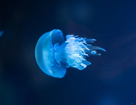 aquariophile M8duse