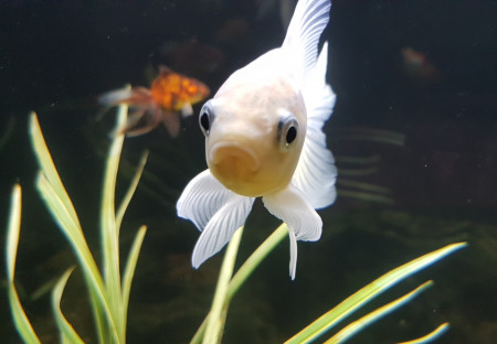 aquariophile NEGUS69