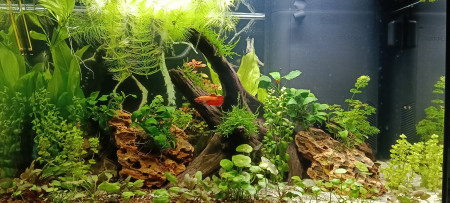 aquariophile Tipiak