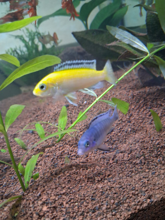 aquariophile Delko