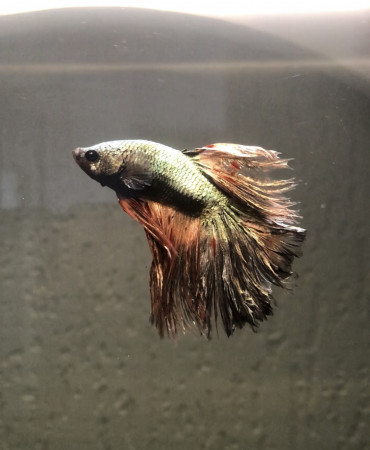 aquariophile Redmoon