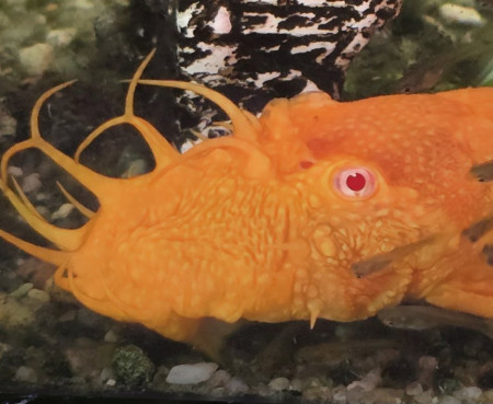 aquariophile StuFish