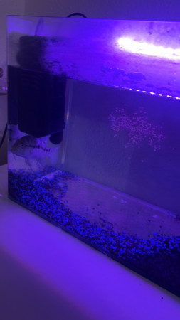 aquariophile Fatima