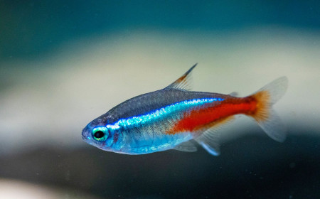aquariophile Oliv62000