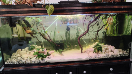 aquariophile liem-quach