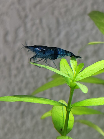 aquariophile LaNeoshrimpNissarte