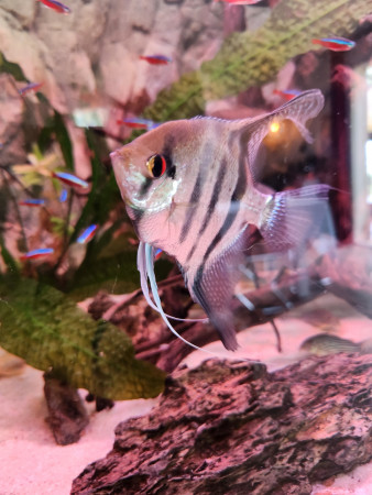 aquariophile Lali83190