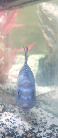 aquariophile Bobo66