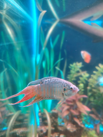 aquariophile Flo83