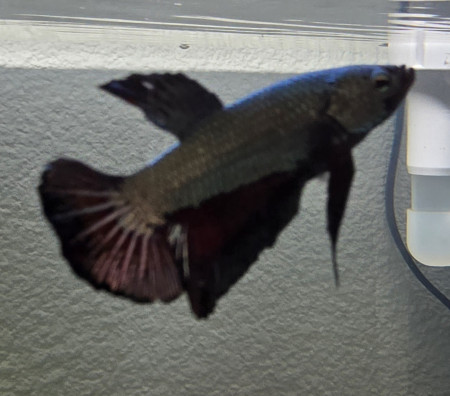 aquariophile G0t1er