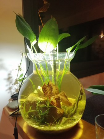 aquariophile Mangianti