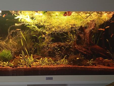aquariophile ApisBettas