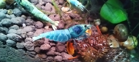 aquariophile Olivier1977