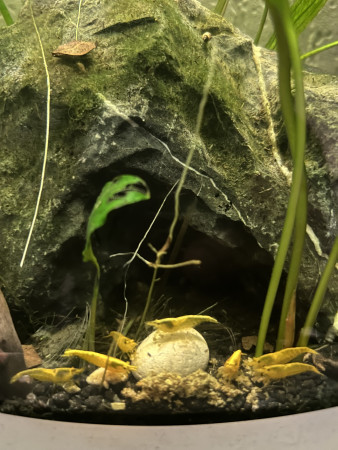 aquariophile 0red-tiger0