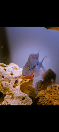 aquariophile Wemale1120