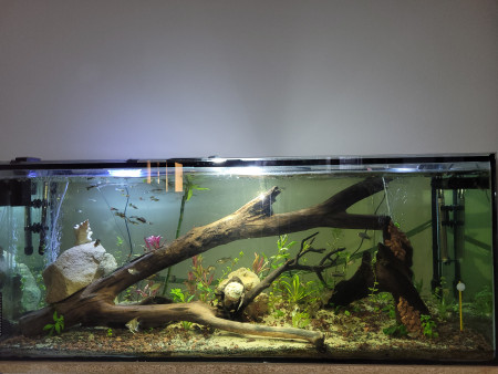 aquariophile Guizmo52