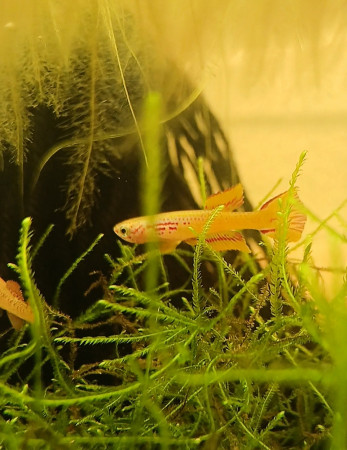 aquariophile Killies.S