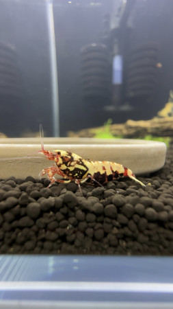 aquariophile David75