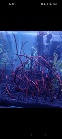 aquariophile Xenerty