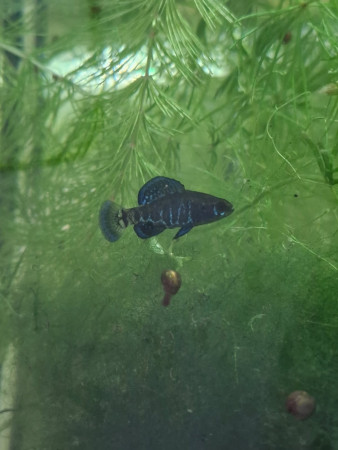 aquariophile Riviere280224