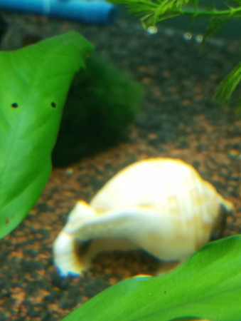 aquariophile Agatha