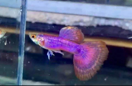 aquariophile Borishrimp