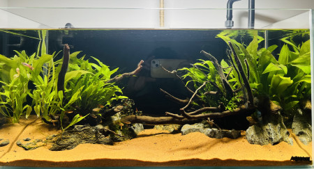 aquariophile Dukzer