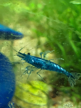 aquariophile Guppy_De-Faria