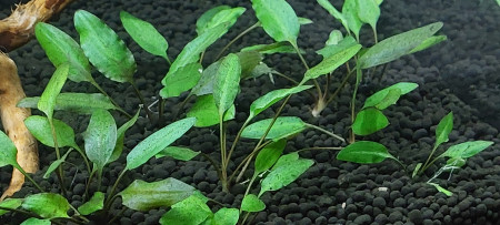 cryptocoryne lutea hobbit