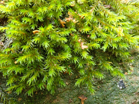 racomitrium aquaticum