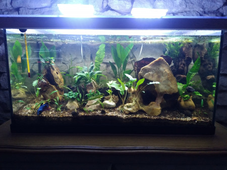 aquariophile Adriforg