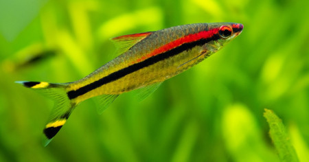 aquariophile Asch
