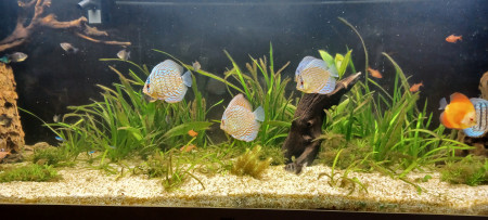 aquariophile Bruno6944000