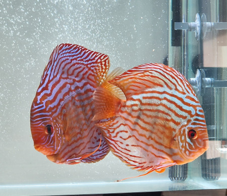 aquariophile Geraldtourcoing