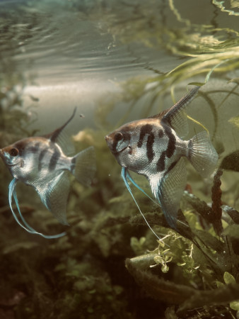aquariophile Mr.D