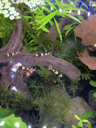 aquariophile Caridina53