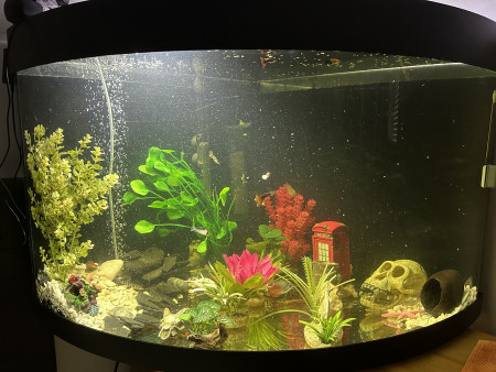 aquariophile Gotte