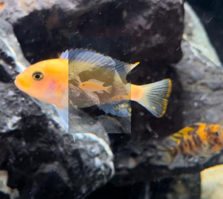 aquariophile Sp.Malawi