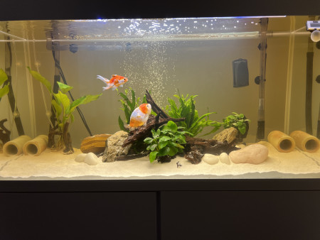 aquariophile Hk.91