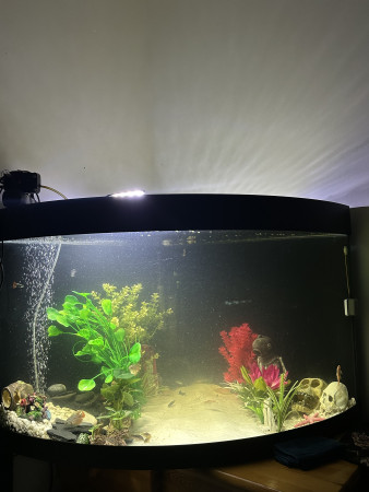 aquariophile Gotte