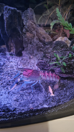 aquariophile Gardoneux