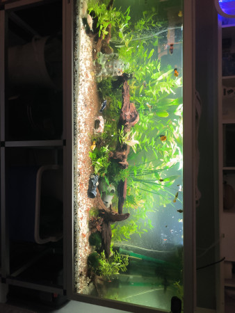 aquariophile Smirzpix